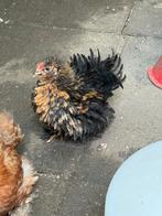 3x cochin kriel koppel, Dieren en Toebehoren, Pluimvee, Meerdere dieren, Kip