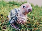 Handtamme caique’s!, Dieren en Toebehoren, Geslacht onbekend, Papegaai, Geringd