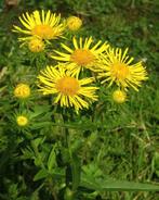Engelse alant, inheemse plant, Ophalen, Zomer, Overige soorten, Volle zon
