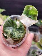 Alocasia melo albo variegata, Ophalen of Verzenden, Halfschaduw, Minder dan 100 cm