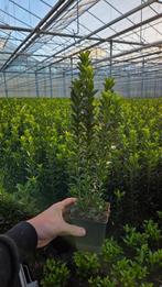 Euonymus japonicus Green Spire - haagplant - GROOT, Ophalen of Verzenden, Overige soorten, Haag, Minder dan 100 cm