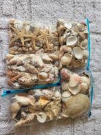 Mooie grote Schelpen verzameling, Verzamelen, Mineralen en Fossielen, Ophalen of Verzenden, Schelp(en)