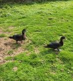 Muskuseenden, Dieren en Toebehoren, Pluimvee, Vrouwelijk, Eend