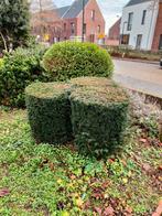 Gratis tuin beplanting: heggen, struiken, conifeer, taxus, Tuin en Terras, Ophalen, Conifeer, Struik