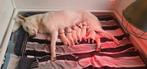 Witte herder pups / Nog slechts 2 teefjes beschikbaar!, Dieren en Toebehoren, 8 tot 15 weken, Meerdere, Meerdere dieren, Herder
