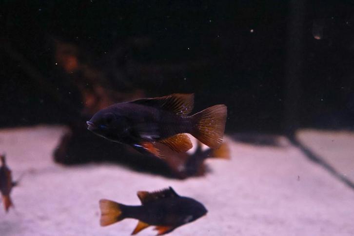Antennebaars Black Devil - Prijs: €29,99 per stuk, Dieren en Toebehoren, Vissen | Aquariumvissen, Zoetwatervis, Vis