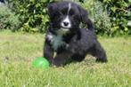 Unieke friese stabij x novascotia ducktolling retriever pups, Dieren en Toebehoren, Overige rassen, 8 tot 15 weken, CDV (hondenziekte)