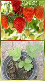 Bio Aardbeienplantjes, uit zaad van bio moederplant gekweekt, Ophalen, Volle zon, Zomer, Groenteplanten