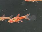 Hobbyaquarium Boraras brigittae – Chili Rasbora, Vis, Zoetwatervis, Schoolvis