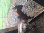 Geit bokje, Dieren en Toebehoren, Vogels | Duiven, Meerdere dieren, Postduif