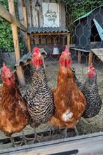 4 mooie legkippen te koop., Dieren en Toebehoren, Pluimvee, Vrouwelijk, Kip