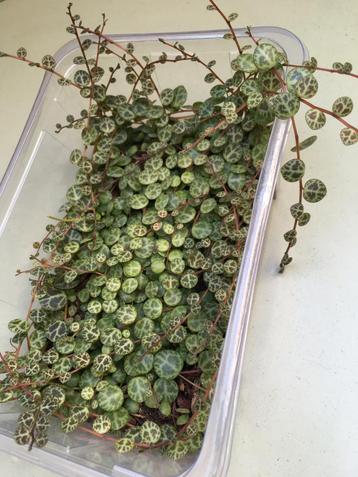 String of turtles, stek beschikbaar voor biedingen