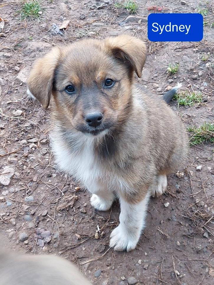 Nog 4 schattige puppies ter adoptie!, Dieren en Toebehoren, Honden | Niet-rashonden, Klein, Meerdere dieren, Handelaar, Meerdere