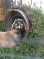 Konijnen Toby en Mickey, Dieren en Toebehoren, Konijnen, Meerdere dieren, Klein, Hangoor, 0 tot 2 jaar