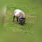 Ouessant SCHAAP, gratis ophalen!, Dieren en Toebehoren, Mannelijk, Schaap, 3 tot 5 jaar