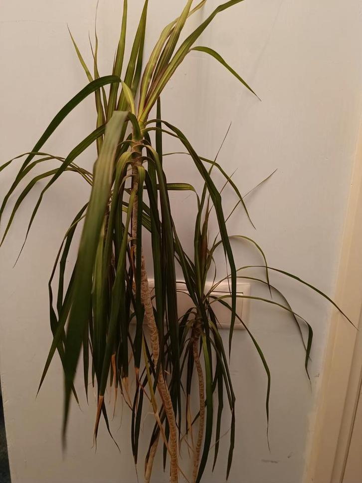 Kamerplant Dracaena Marginata, Huis en Inrichting, Kamerplanten, Overige soorten, 100 tot 150 cm, Groene kamerplant, Halfschaduw