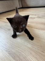Zwarte kater, Meerdere dieren, Kortharig, 0 tot 2 jaar