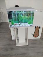 Aquarium compleet met alles, Ophalen of Verzenden, Zo goed als nieuw, Leeg aquarium