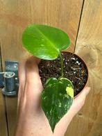 Monstera deliciosa variegata plant aurea lemon mint, Huis en Inrichting, Ophalen of Verzenden, Halfschaduw, Minder dan 100 cm