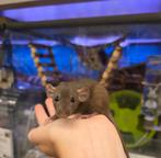 Jonge tamme dwergratten ( vrouw) rechtstreeks van de fokker, Dieren en Toebehoren, Knaagdieren, Rat, Juli, Vrouwelijk, Tam