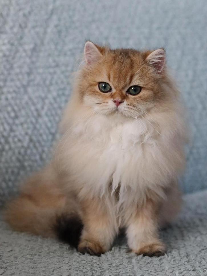 Bambi moon stones, Dieren en Toebehoren, Katten en Kittens | Raskatten | Langhaar, Poes