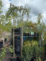 Treur berk  potgekweekt stam 250 dan kruin, Tuin en Terras, Planten | Bomen, Halfschaduw, Overige soorten, Lente, 250 tot 400 cm