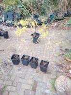 Forsythia intermedia, Ophalen, Overige soorten