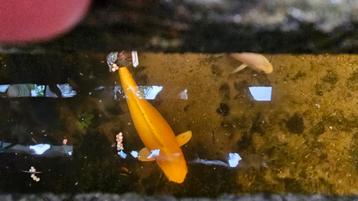 benigoi koi karper oranje (3 jaar) ca 35cm beschikbaar voor biedingen