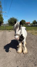 Box vrij op een fijne.plek, Dieren en Toebehoren, Stalling en Weidegang
