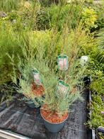 Witte tamarix, Ophalen, Zomer, Overige soorten, Volle zon