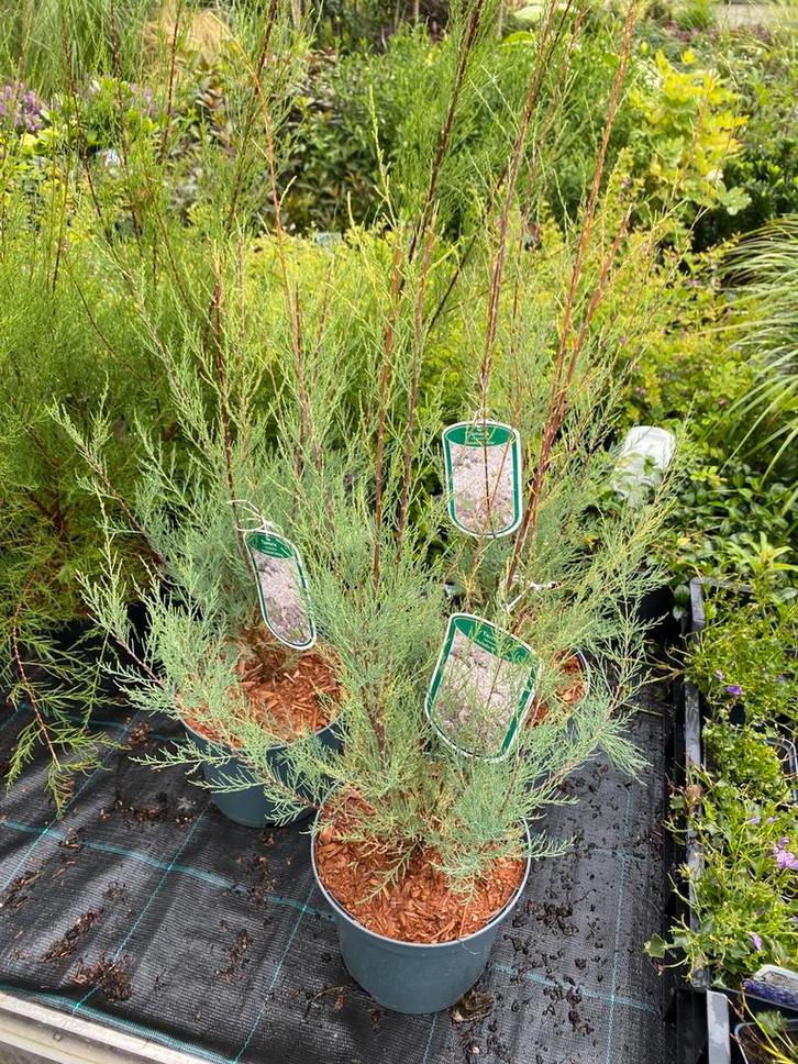 Witte tamarix, Tuin en Terras, Planten | Tuinplanten, Overige soorten, Volle zon, Zomer, Ophalen