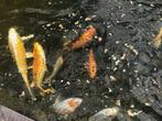 dieren en toebehoren, Dieren en Toebehoren, Vissen | Vijvervissen, Karper of Koi