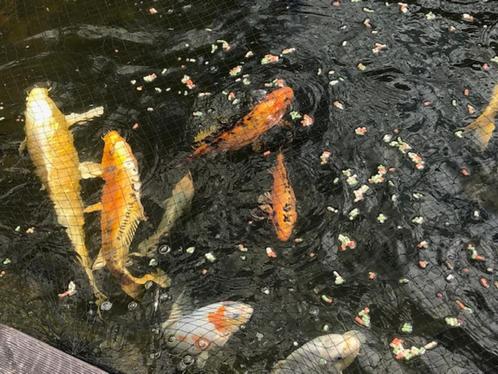 dieren en toebehoren, Dieren en Toebehoren, Vissen | Vijvervissen, Karper of Koi