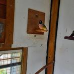 Gouldamadine pop ruilen de vogel is van april 2025, Dieren en Toebehoren, Vogels | Overige Vogels, Vrouwelijk