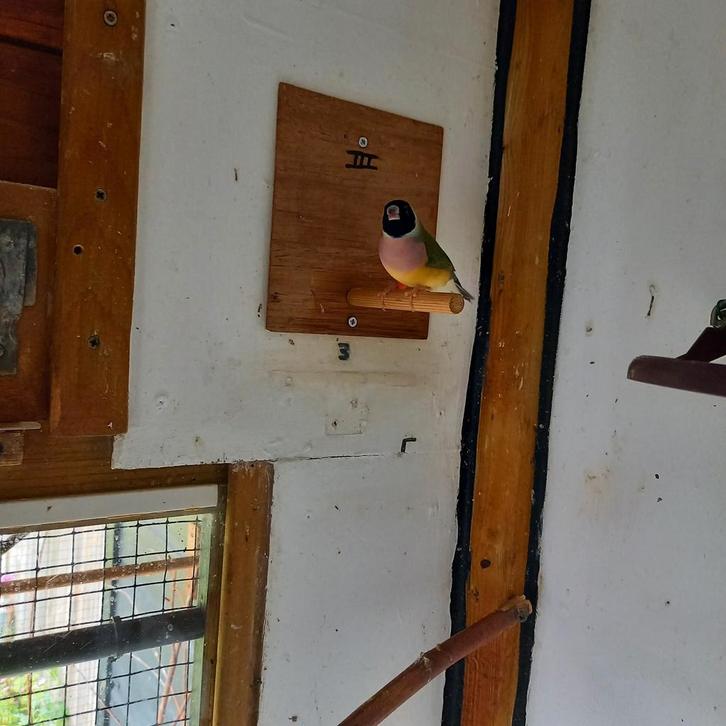 Gouldamadine pop ruilen de vogel is van april 2025, Dieren en Toebehoren, Vogels | Overige Vogels, Vrouwelijk