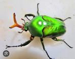 Gezocht! Eudicella morgani, Overige soorten