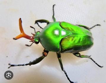Gezocht! Eudicella morgani beschikbaar voor biedingen
