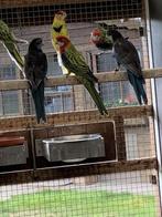 Rosella's, Meerdere dieren, Parkiet