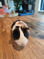 Cavia beer ca 3 maanden, Dieren en Toebehoren, Mannelijk, Cavia, Na 1 juli 2024, Tam