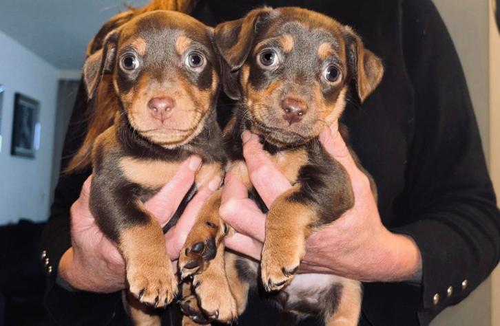 Jack Russel pup”s  choco-tan  kortpotige, Dieren en Toebehoren, Honden | Jack Russells en Terriërs, Meerdere dieren, Jack Russell Terriër