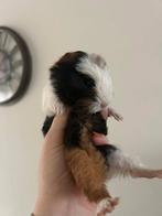 Driekleur CH-teddy zusjes, Dieren en Toebehoren, September, Vrouwelijk, Cavia