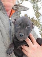 Deze leuke Staffordshire bull terriër pups zijn beschikbaar, Particulier, 15 weken tot 1 jaar, Overige rassen, Buitenland