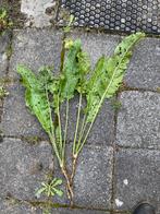 Mierikswortel Plant - Verse Tuinplant, Ophalen, Volle zon, Vaste plant, Bloeit niet