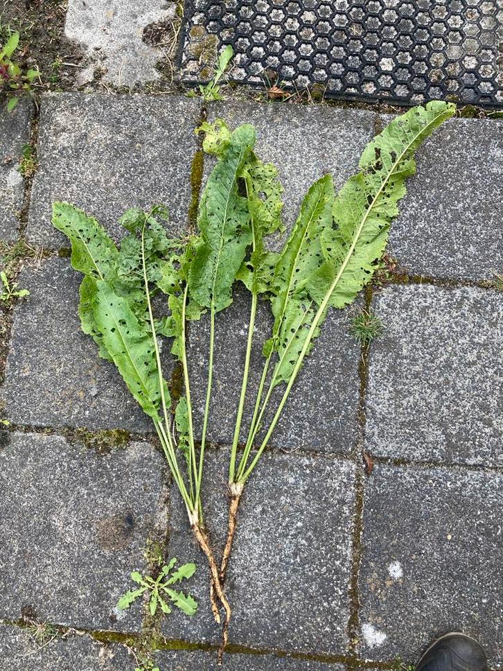 Mierikswortel Plant - Verse Tuinplant, Tuin en Terras, Planten | Tuinplanten, Vaste plant, Kruiden, Volle zon, Bloeit niet, Ophalen