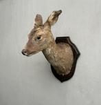 Opgezette hertekop, hinde, hert of ree - taxidermie, Ophalen of Verzenden, Gebruikt, Hert, Opgezet dier