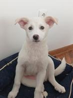 Athena is ter adoptie!, Rabiës (hondsdolheid), 15 weken tot 1 jaar, Handelaar, Buitenland