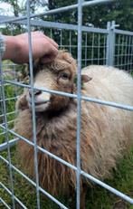 4 makke Ouessant minischapen (ooien) te koop, Vrouwelijk, Schaap, 6 jaar of ouder