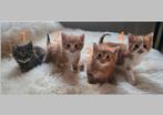 Kittens zoeken blijvend thuis ♡ [bengaal× half langharig], Dieren en Toebehoren, Katten en Kittens | Overige Katten, Poes