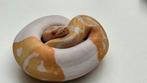 Albino pieds (piebad) man en vrouwen 2025 ball python, Slang, 0 tot 2 jaar