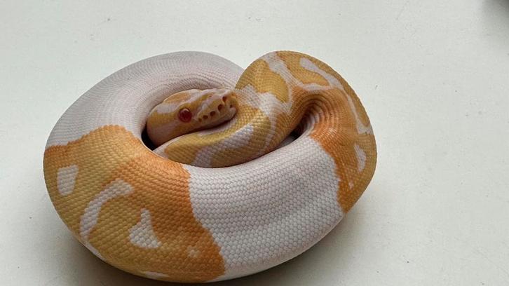 Albino pieds (piebad) man en vrouwen 2025 ball python